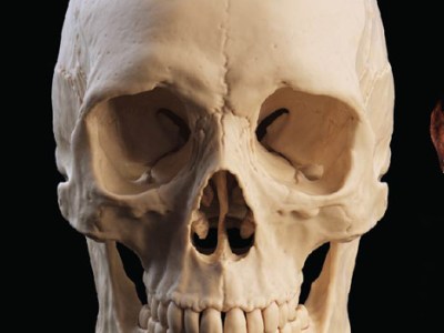 OLTRE LA MENTE MODULARE. Una prospettiva evolutiva sulla scienza cognitiva – Parte 1 di&nbsp;5