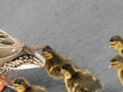 La prevenzione primaria delle difficoltà di apprendimento e di adattamento scolastico – Parte 3 di&nbsp;7